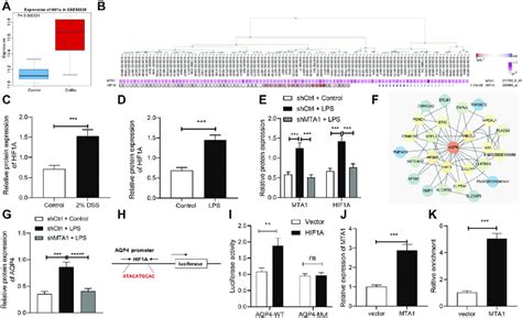 Mta1 Upregulates The Expression Pattern Of Hif1a To Promote Its