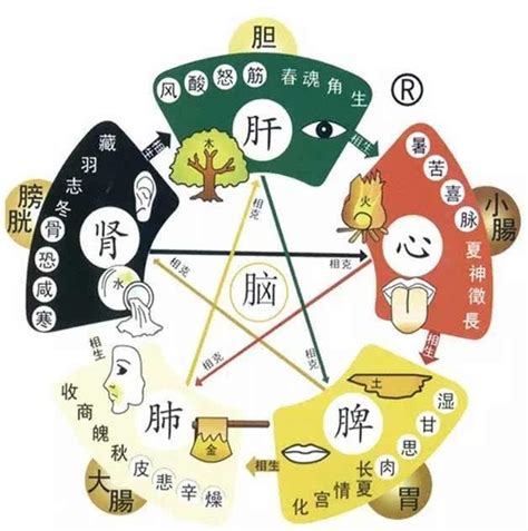 五脏调和百病不生！教你五个动作，强健心肝脾肺肾，保健康减疾病 知乎