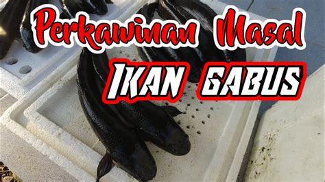 Cara Mudah Memijahkan Ikan Gabus Bagi Pemula YouTube