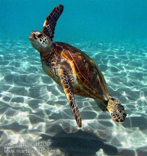 Sea Turtle | Sea turtle pictures, Sea animals, Turtle habitat