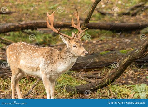 Majestic Adult Male Fallow Deer Stag Stock Photo Image Of Antler