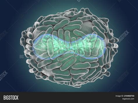 Variola Virus, Virus Image & Photo (Free Trial) | Bigstock