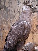 Category:Haliaeetus albicilla (captive) - Wikimedia Commons