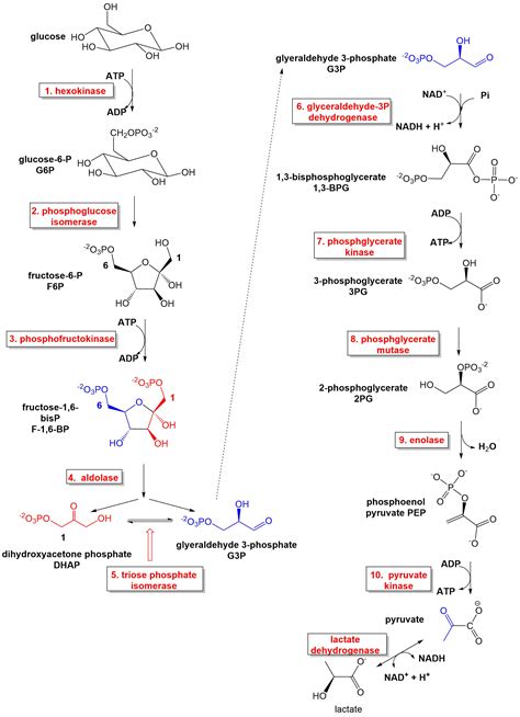 141 Glycolysis Biology Libretexts