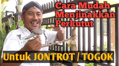 Cara Mudah Menjinakkan Perkutut Lokal Hanya Tiga Hari