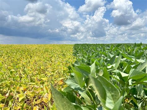 Agricultura Vegetal Rea De Planta O Em Sistema Sustent Vel Notilagem