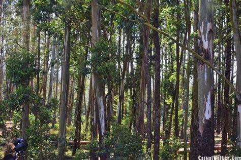 Munnar Hill Station And Tea Plantations Munnar Idukki Kerala Visit Travel Guide Casual Walker