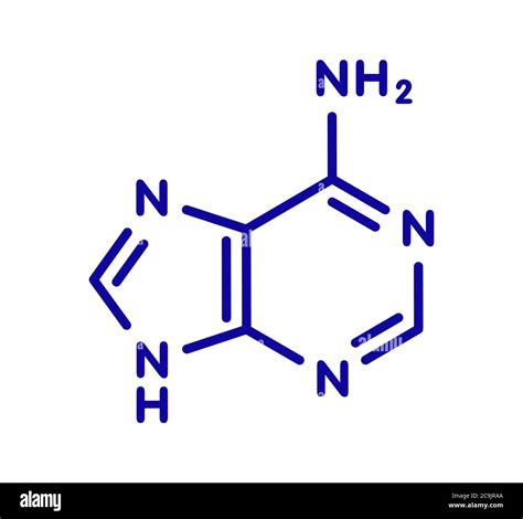 Adenine A Adenine Purine Nucleobase Molecule Base Present In DNA