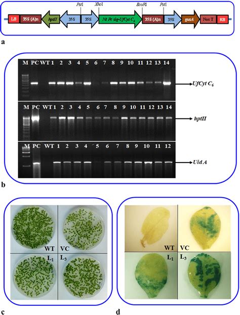 Genetic Transformation Of Tobacco Schematic Representation Of The