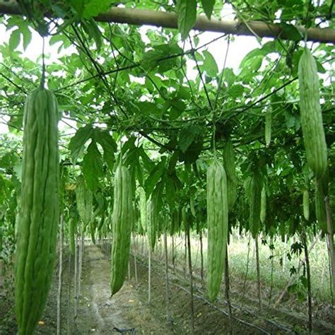 Glamaours 30 Seeds Bitter Gourd Seeds Chinese Bitter Gourd Amazon Ca