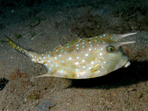 Info Junction Blog Longhorn Cowfish