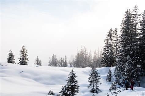 Floresta De Abetos Durante O Inverno Coberta De Neve Foto Gr Tis