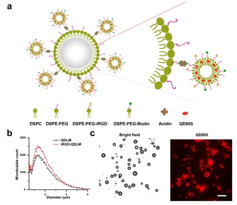 Preparation And Characterization Of Irgd Qdlm A Schematic Diagram Of