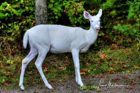 Albino Whitetail Deer Boulder Junction Wisconsin Whitetail Deer