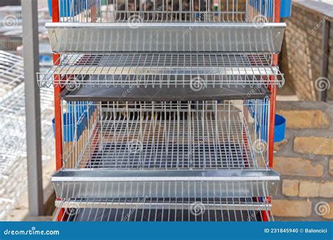 Chicken Farm Cages stock photo. Image of industry, empty - 231845940