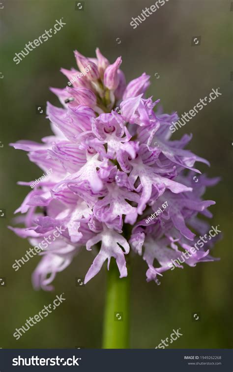Naked Man Orchid Orchis Italica On Stock Photo 1949262268 Shutterstock