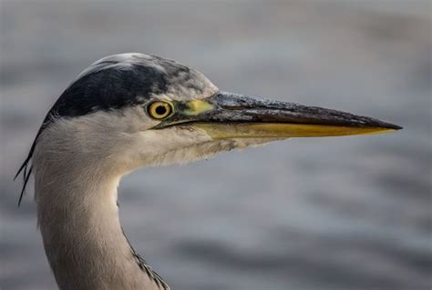 Free Images Bird Wing Wildlife Portrait Reflection Beak Fauna