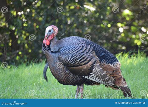 Wild Male Turkey Portrait For Bird Identification Stock Photo Image