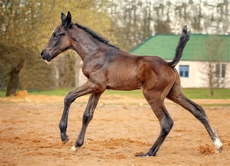 Newborn Horse Stock Photos, Pictures & Royalty-Free Images - iStock