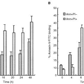 Staurosporine Induced A Time Dependent Increase In Annexin V Binding In