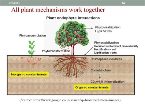 Bioremediation And Phytoremediation