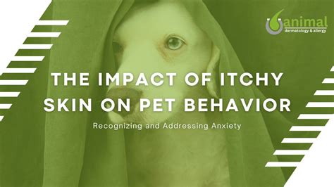 The Impact of Itchy Skin on Pet Behavior: Recognizing and Addressing ...