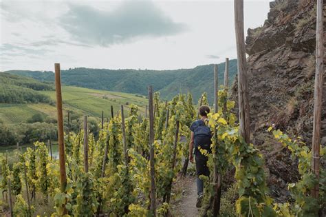 Hiking along Moselle and through the vineyards | Free Stock Image - Barnimages