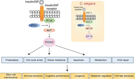 Neuronal Functions Of Foxodaf 16 Ios Press