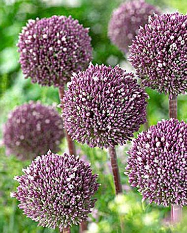 Декоративный лук купить: сорт Саммер Драммер l Русские Семена ...