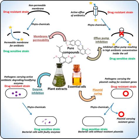 Frontiers Exploring Phytochemicals For Combating Antibiotic