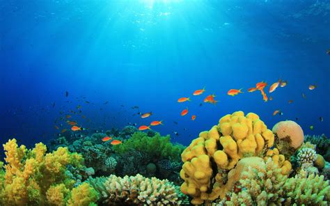 Fondos De Pantalla Fundo Do Mar Arrecife De Coral Arrecife Submarino