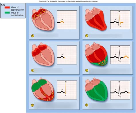 Cardiac Cycle Diagram Quizlet