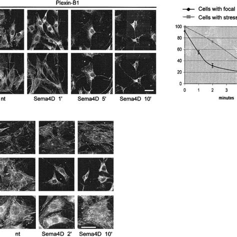 A NIH 3T3 Fibroblasts Expressing Plexin B1 Were Treated With 5 NM