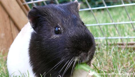 Can Guinea Pigs Eat Spinach Pet Food Guide