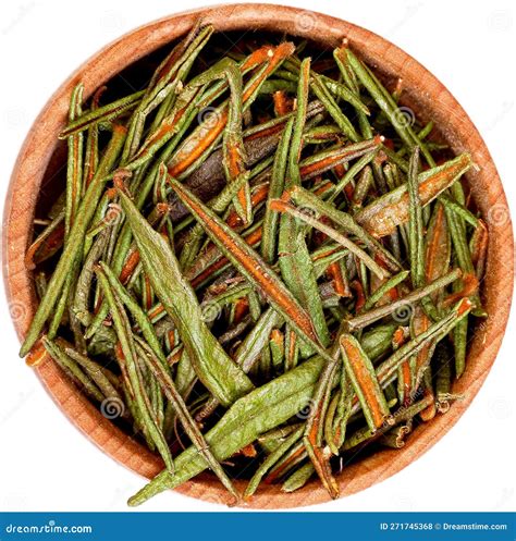 Ledum Labrador Plant Grows In The Marsh, Branches Of Marsh Marsh Stock