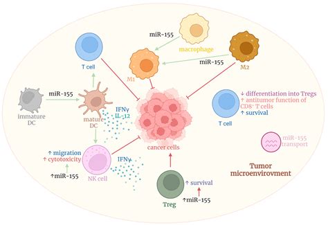 Cancers Free Full Text The Role Of Mir 155 In Antitumor Immunity