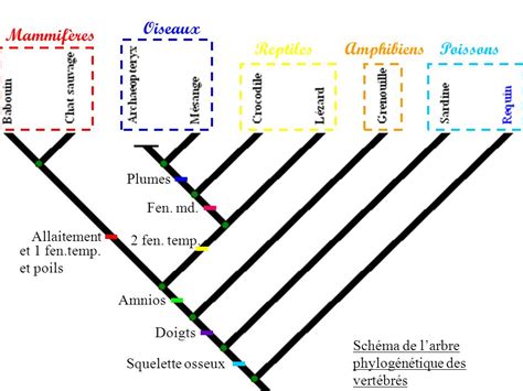 Arbre évolutif Des Mammifères