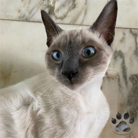 Why Are Siamese Cats Cross-Eyed? A Detailed Look