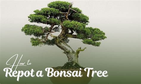 How To Repot A Bonsai Tree Easy Simple Steps