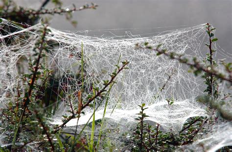 Free Images Water Nature Branch Cold Winter Leaf Flower Frost