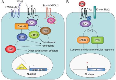 Overview Of Catenin Independent Wnt Pathways A The Wnt PCP Pathway