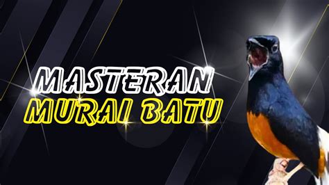 233 LIVE MURAI BATU GACOR MASTERAN DI SIANG HARI MURAI JUARA YouTube