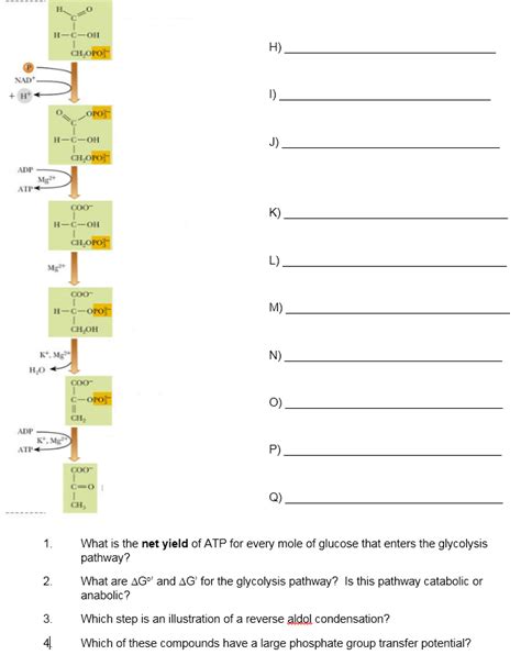 Glycolysis Fill In The Blank Worksheet