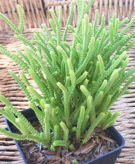 Crassula Muscosa Watch Chain Succulent Plant