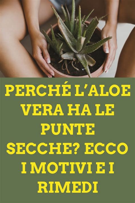 Perch Laloe Vera Ha Le Punte Secche Ecco I Motivi E I Rimedi