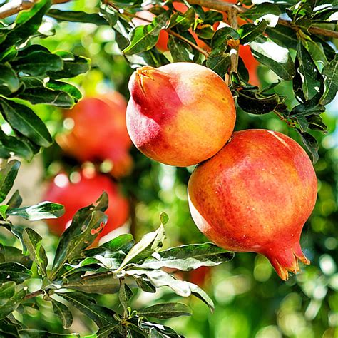 Pomegranate Cellular Extract – NATIVE EXTRACTS