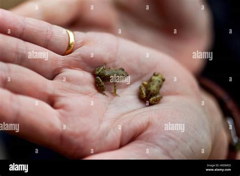 Close Up Of Two Frogs Meeting In A Hand Stock Photo Alamy