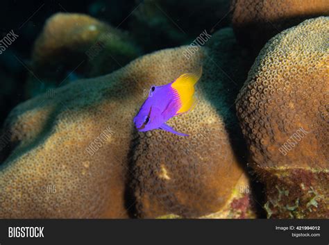 Fairy Basslet On Image And Photo Free Trial Bigstock