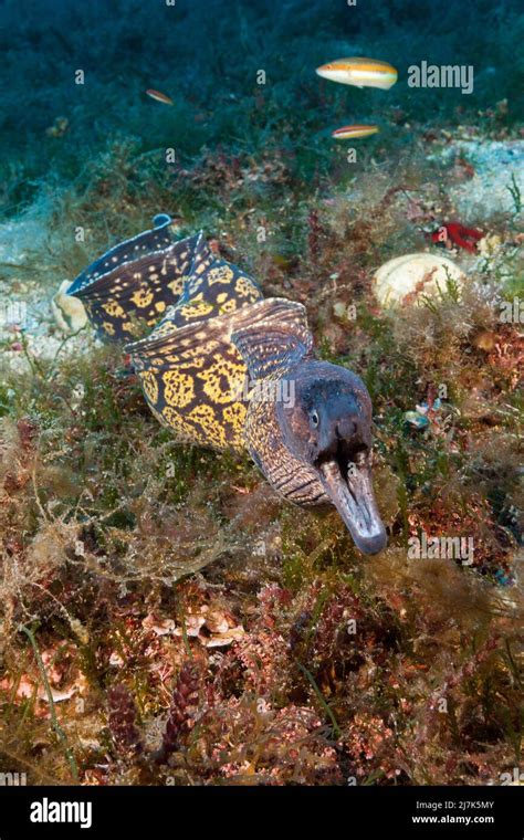 Mediterranean Moray, Muraena helena, Vis Island, Mediterranean Sea, Croatia Stock Photo - Alamy