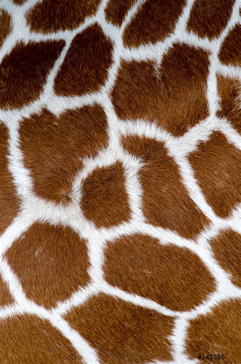 Giraffe skin pattern - stock photo 143586 | Crushpixel